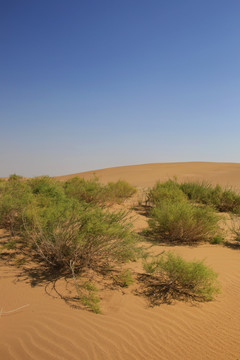 沙漠沙丘耐旱绿植柠条