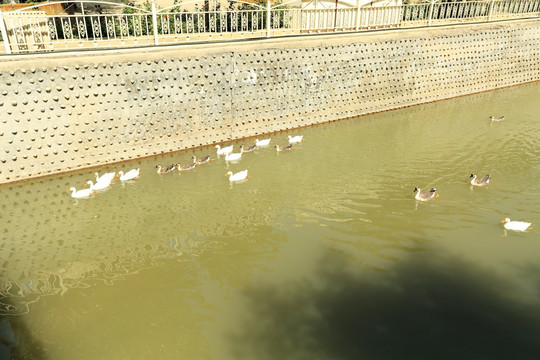 河上大桥下游来一群鸭