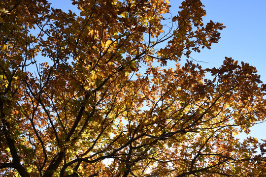 秋天的树枝叶子