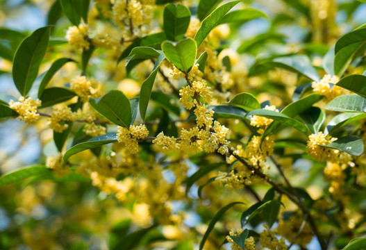 桂花树