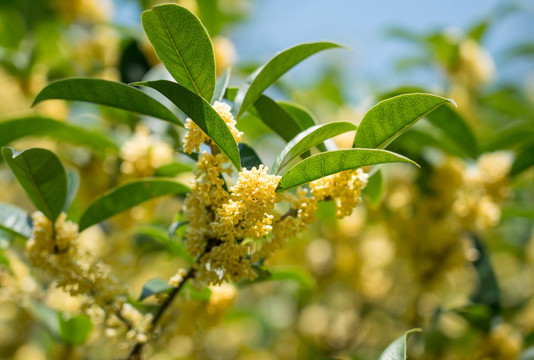 桂花树