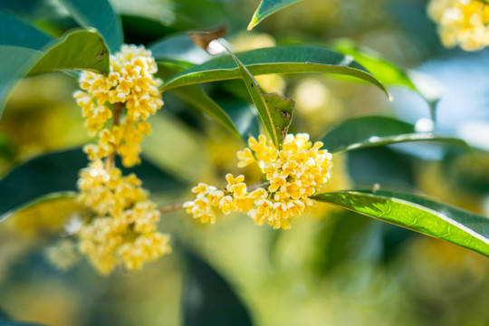 桂花树