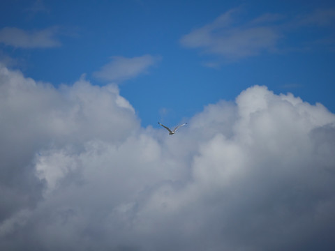 青海湖的海鸥