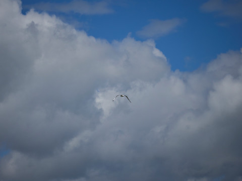 青海湖的海鸥