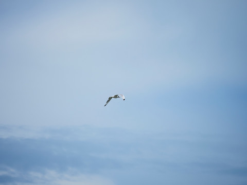 青海湖的海鸥