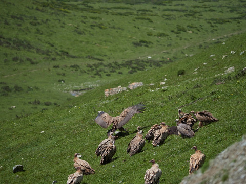 循化县牧区的秃鹫