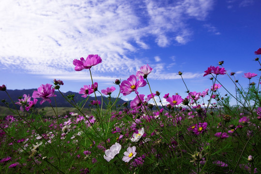 那拉提花海