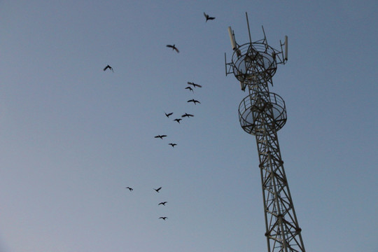 通信基站和鸟类