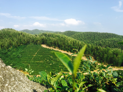 高山有机绿茶园