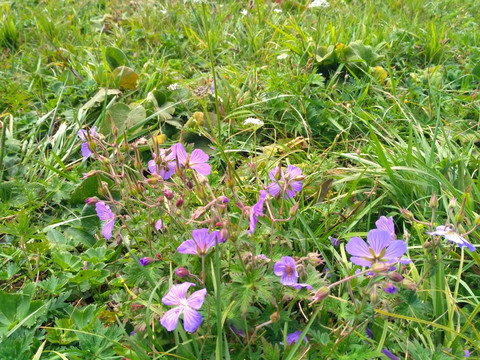 一丛草原野花的紫色花朵