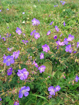 一丛草原野花的紫色花朵