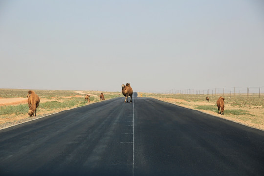 戈壁公路骆驼过马路