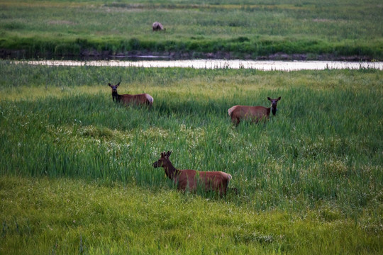 黄石国家公园内的野生鹿