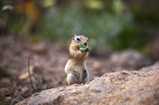 黄石国家公园内的松鼠