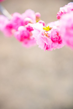 模糊的粉色花春天背景