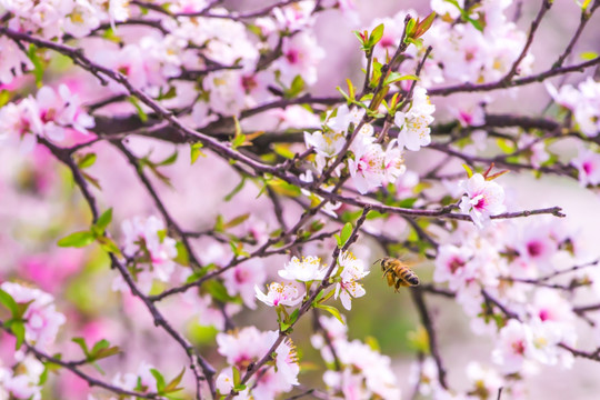 蜜蜂桃花