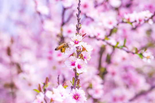 蜜蜂桃花