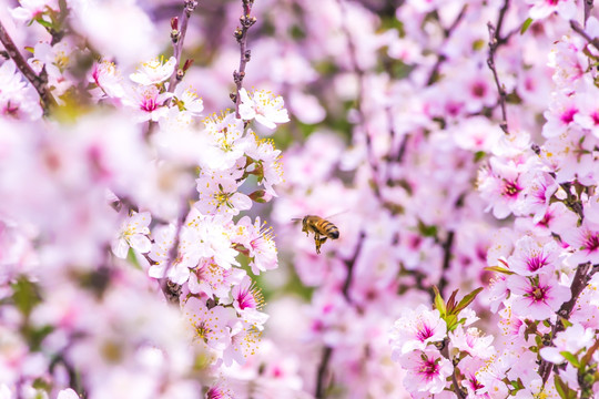 蜜蜂桃花