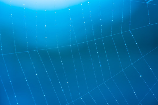 蛛网