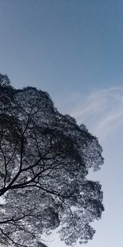 树影
