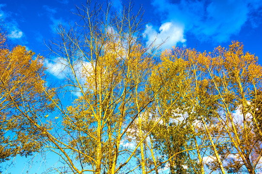 秋季树林蓝天