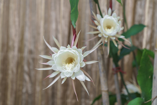 昙花