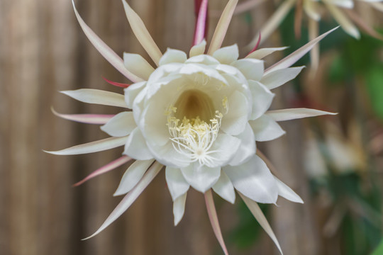 昙花