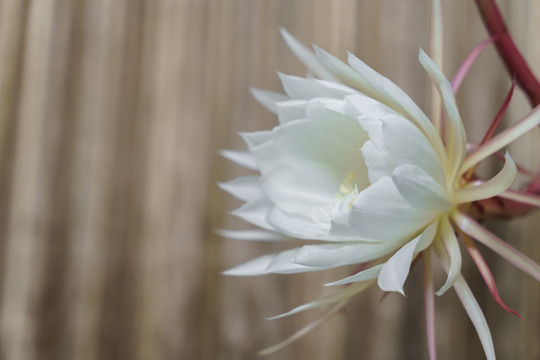 昙花