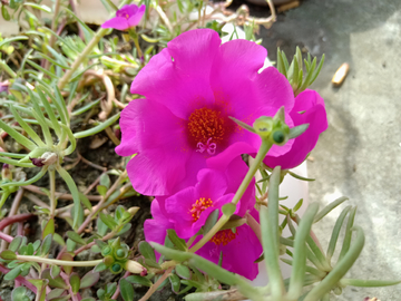 小花