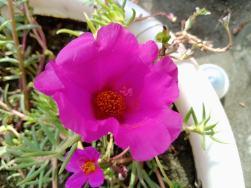 小花