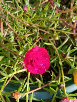小花