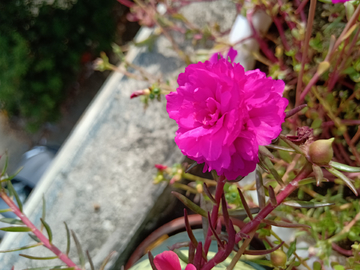 小花