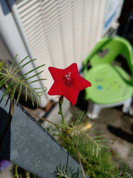 小花