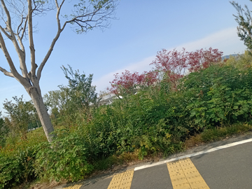 公路边