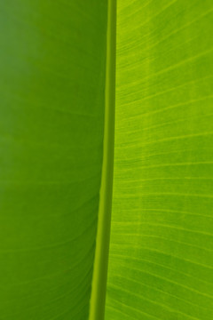 芭蕉叶香蕉叶树叶叶脉纹理背景