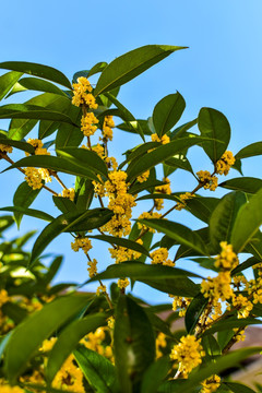 桂花