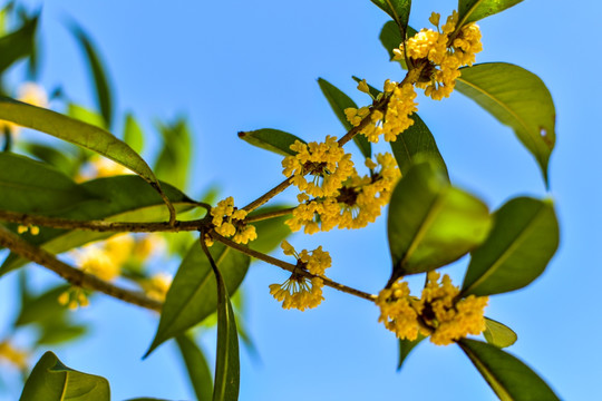 桂花