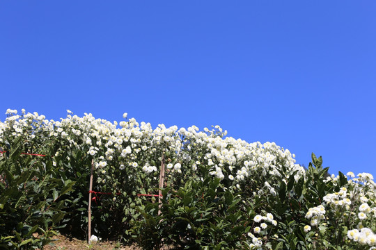 徽州贡菊