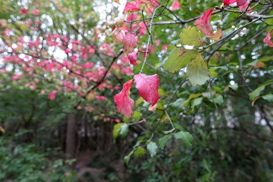 秋天的卫矛树叶红了