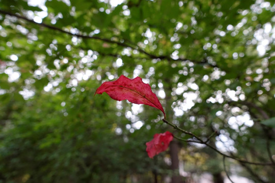 秋天的卫矛树叶红了