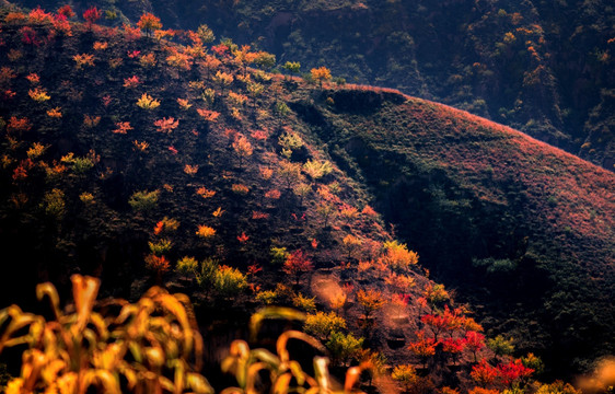 黄土高原的秋色