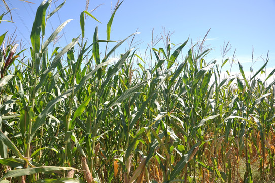 农田里生长的玉米