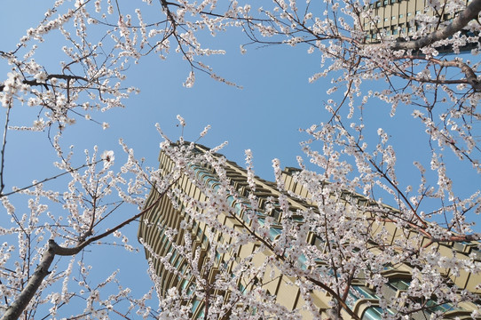 春暖花开的园林社区