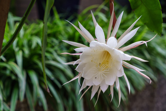 昙花