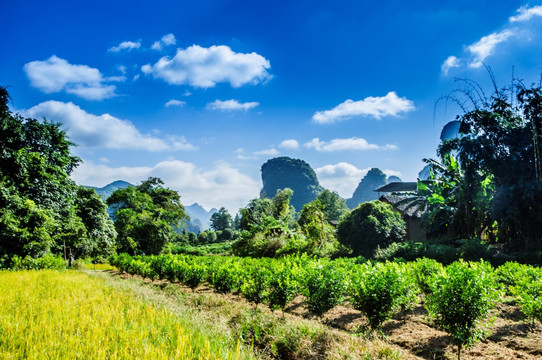 山景风光