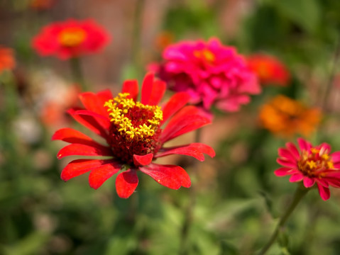 红色百日菊花蕊特写