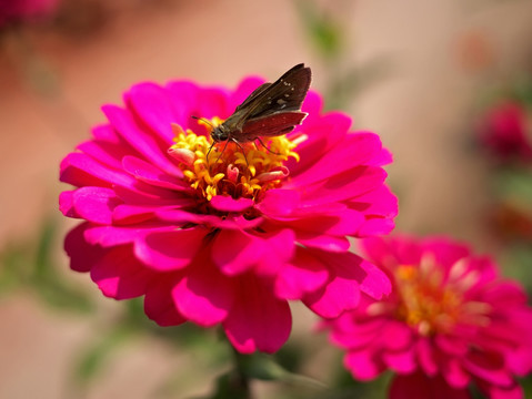 百日菊和中华褐弄蝶