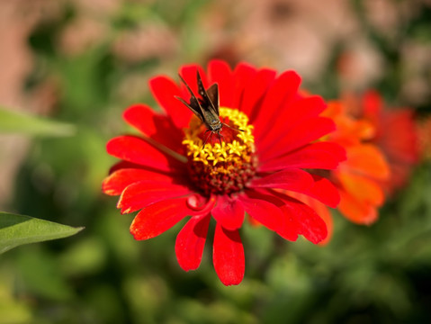红色百日菊和中华谷弄蝶