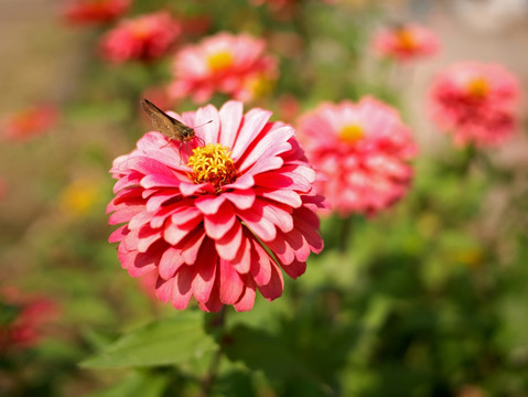 中华谷弄蝶和粉色百日菊