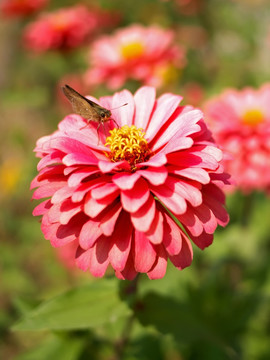 粉色百日菊和中华褐弄蝶